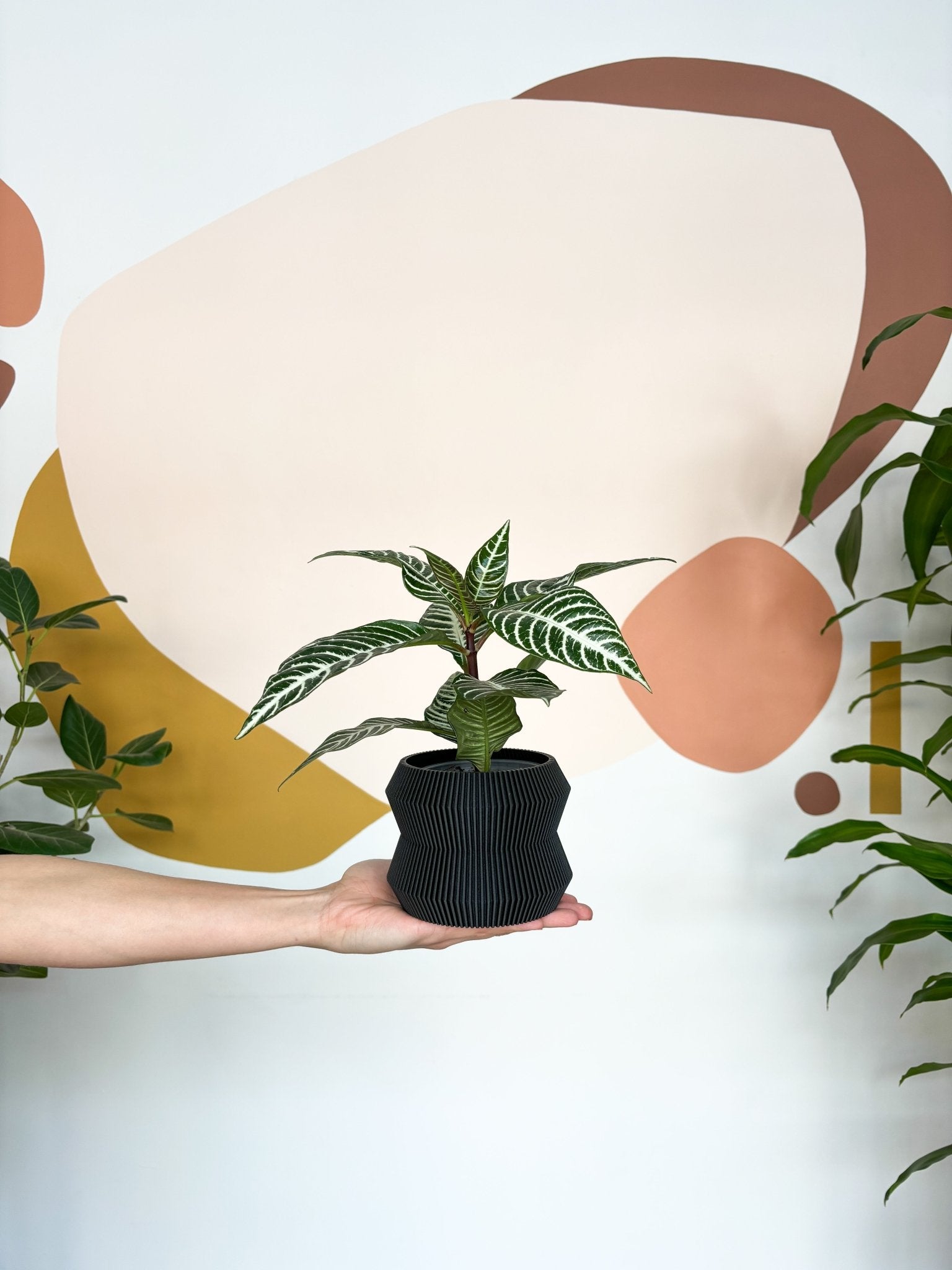 Daniela (Aphelandra) - Alma Plantes