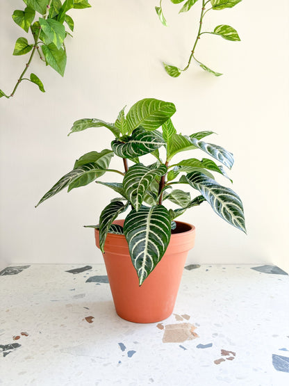 Daniela (Aphelandra) - Alma Plantes