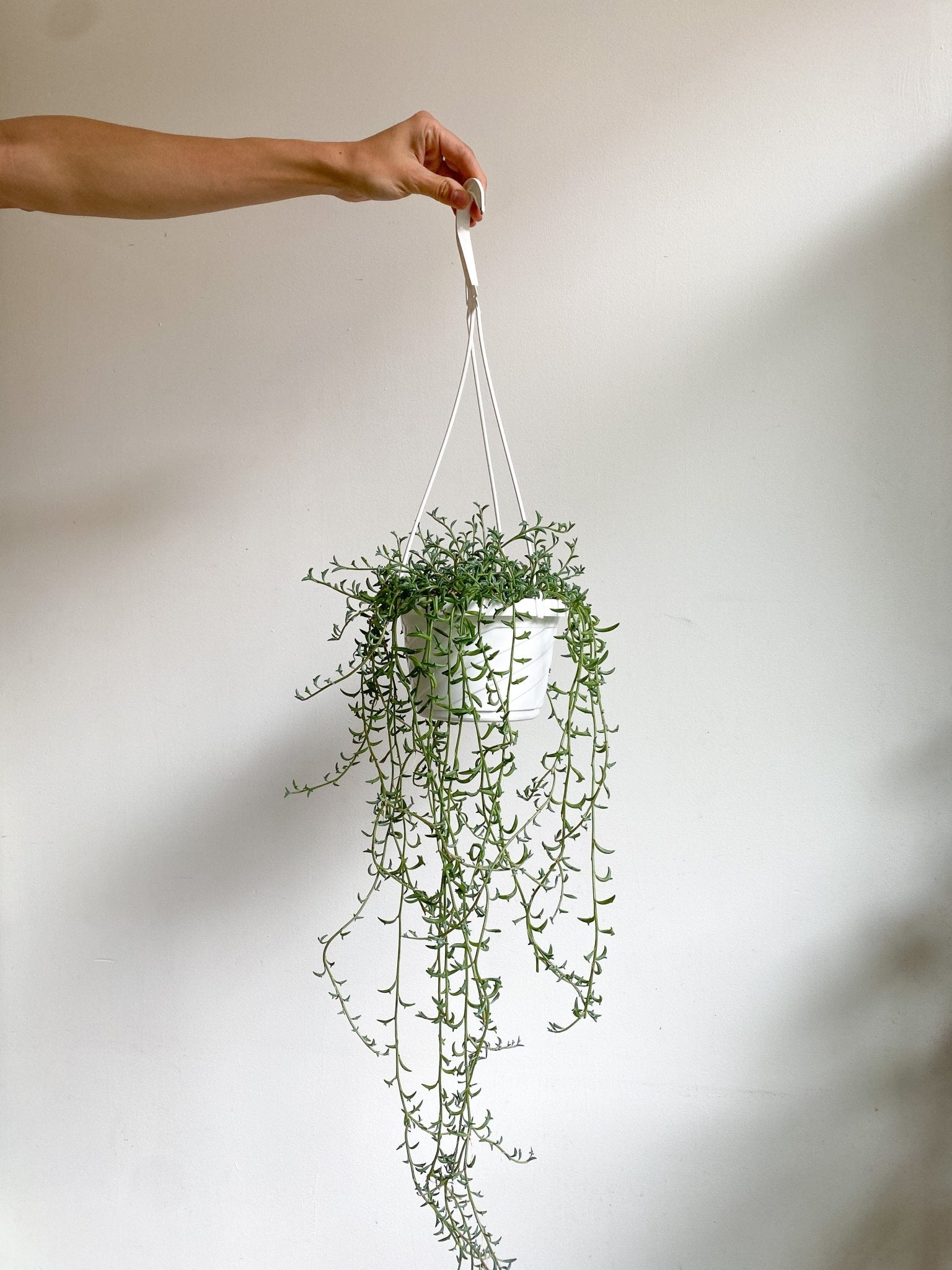 Dauphine (Senecio) - Alma Plantes