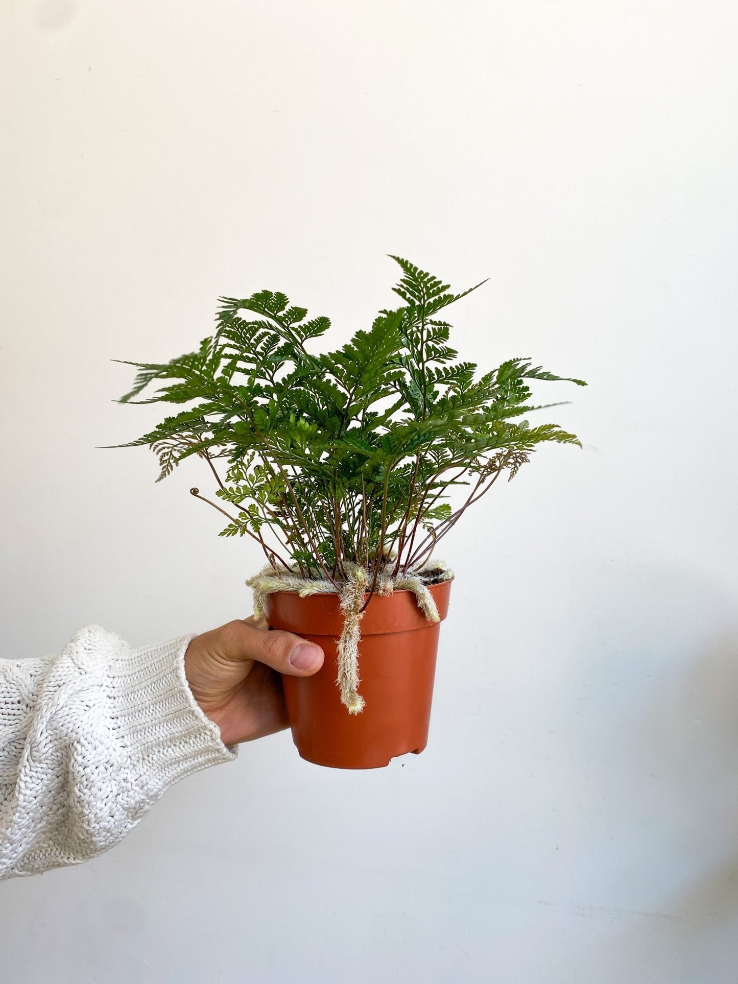 Davallia (fougère) - Alma Plantes