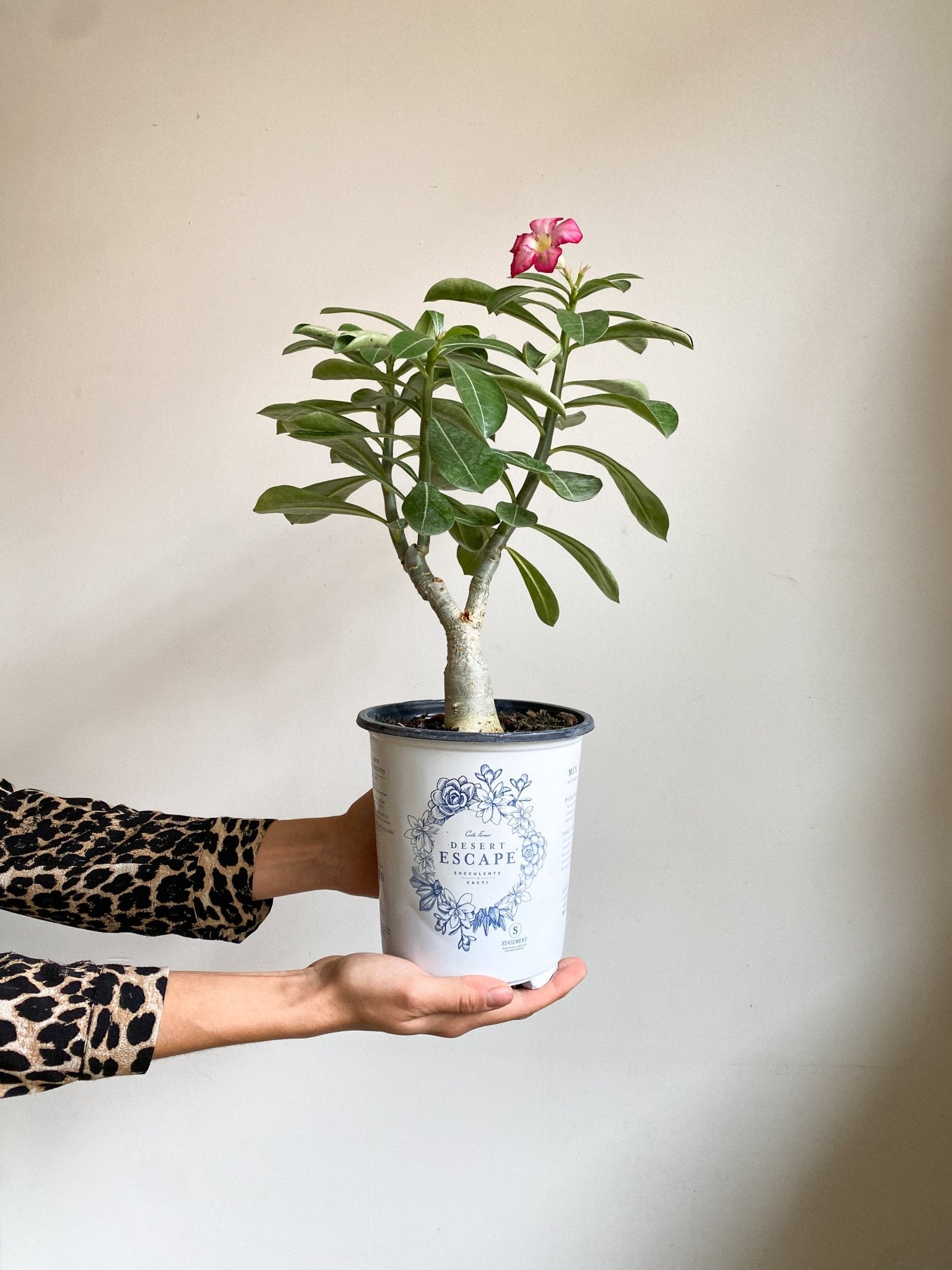 Denise (Adenium) - Alma Plantes