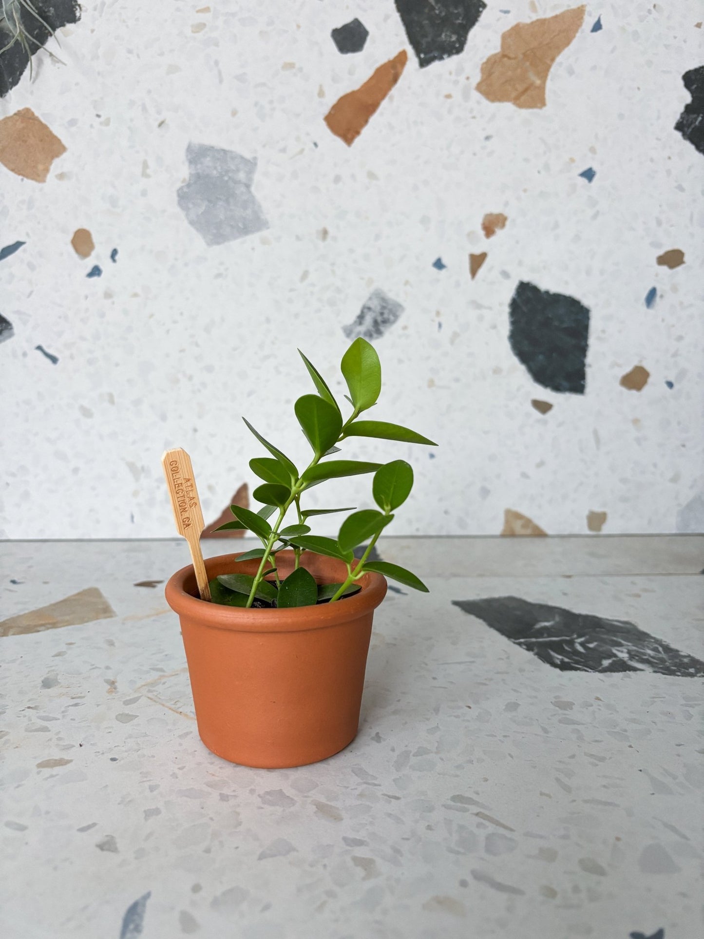 Densifolia (Hoya) - Alma Plantes