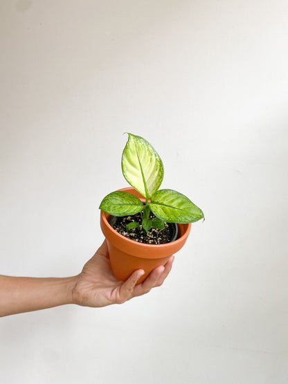 Dillon (Dieffenbachia) - Alma Plantes