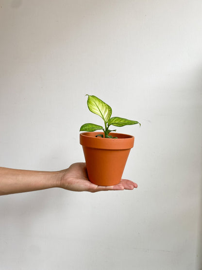 Dillon (Dieffenbachia) - Alma Plantes