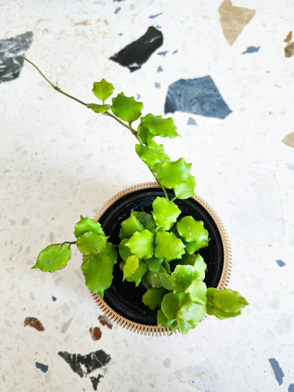 Eduardo (Hoya) - Alma Plantes