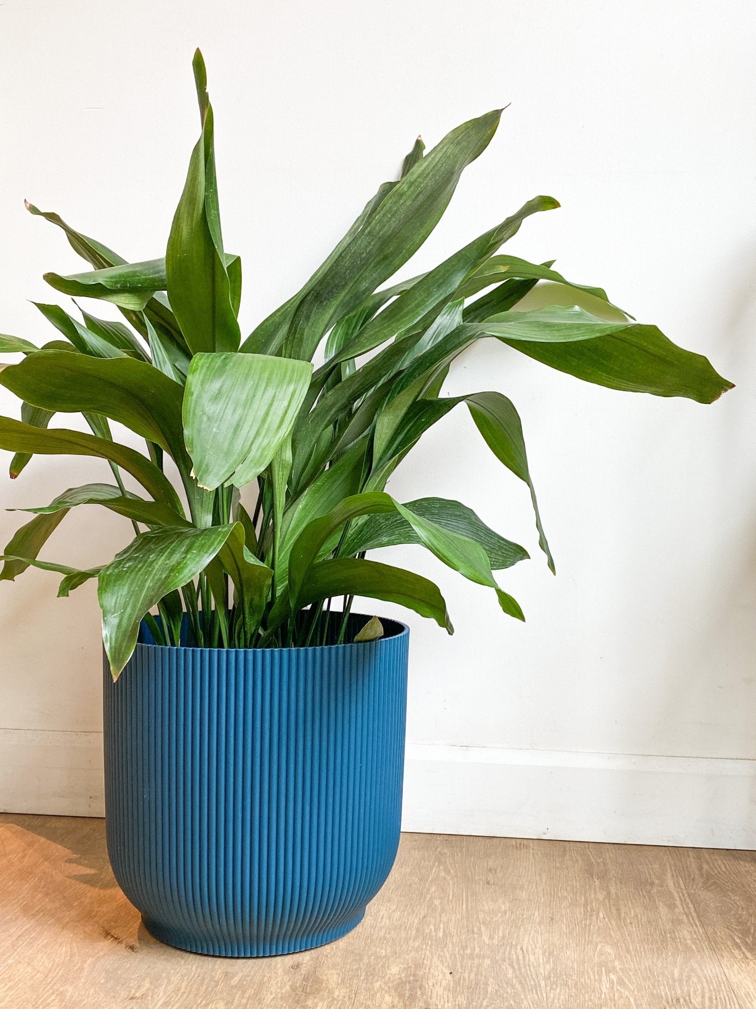 Elator (Aspidistra) - Alma Plantes