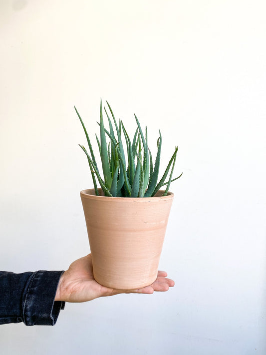 Elfe (aloès) - Alma Plantes