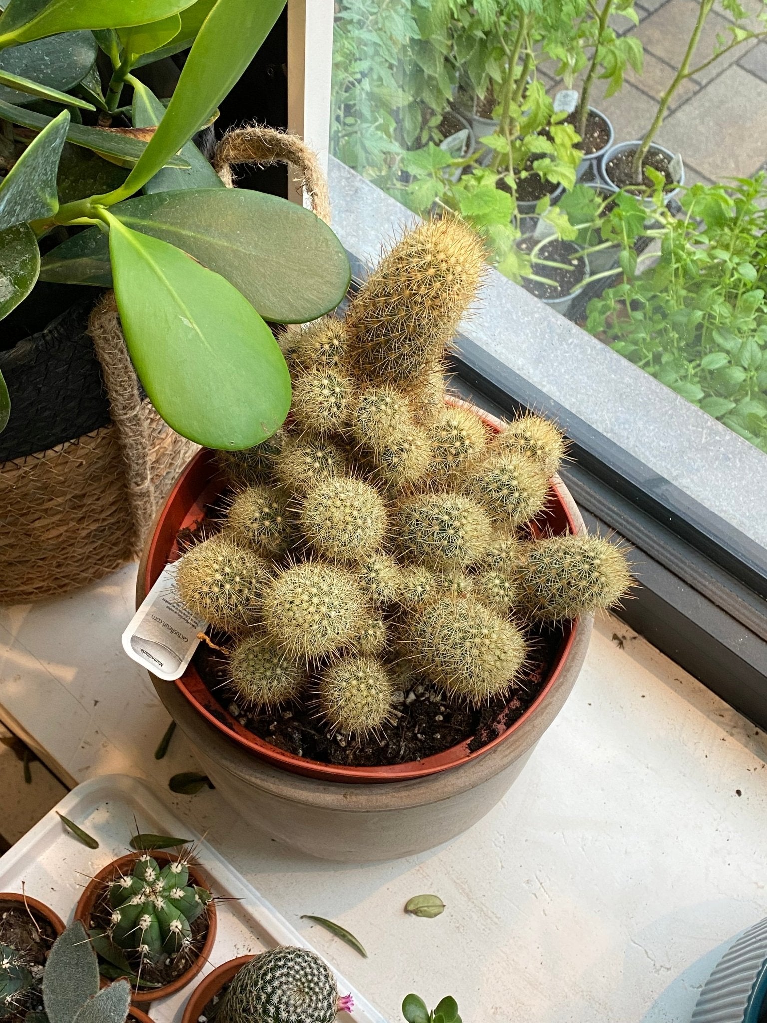Ella (Cactus) - Alma Plantes