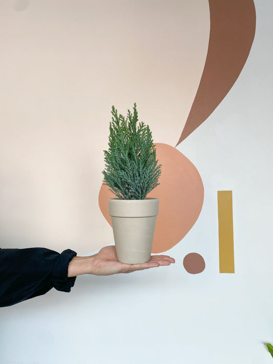 Ellwood (Chamaecyparis) - Alma Plantes