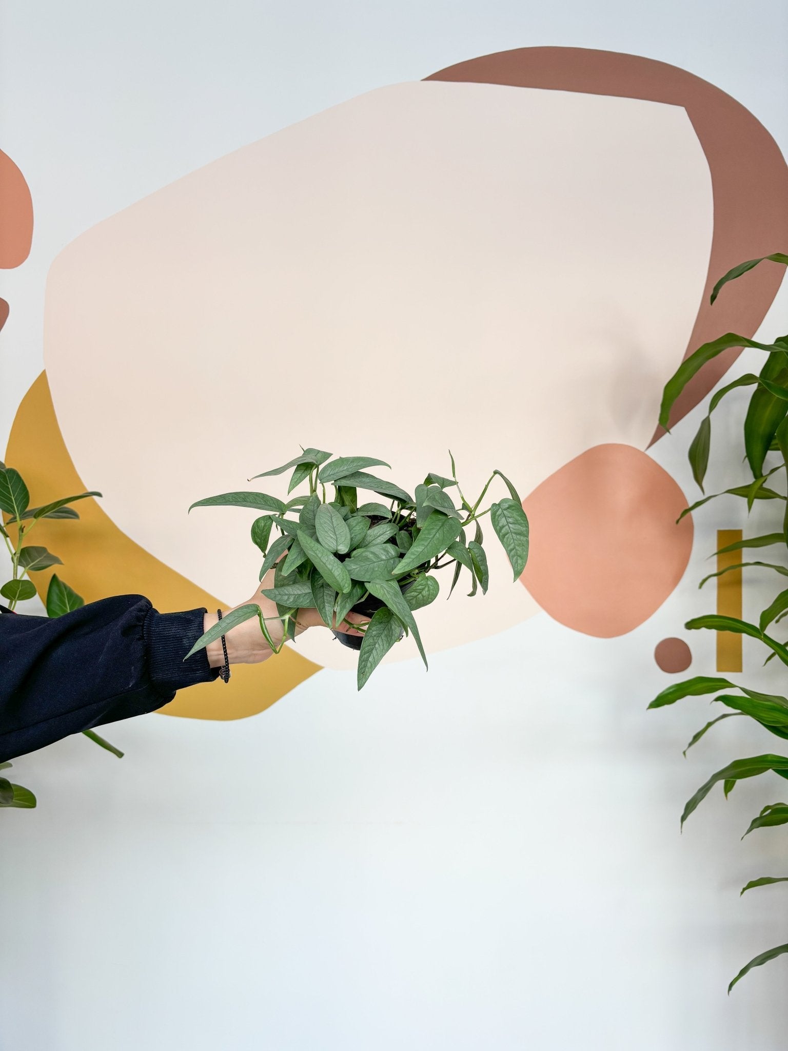 Elvis (Pothos) - Alma Plantes