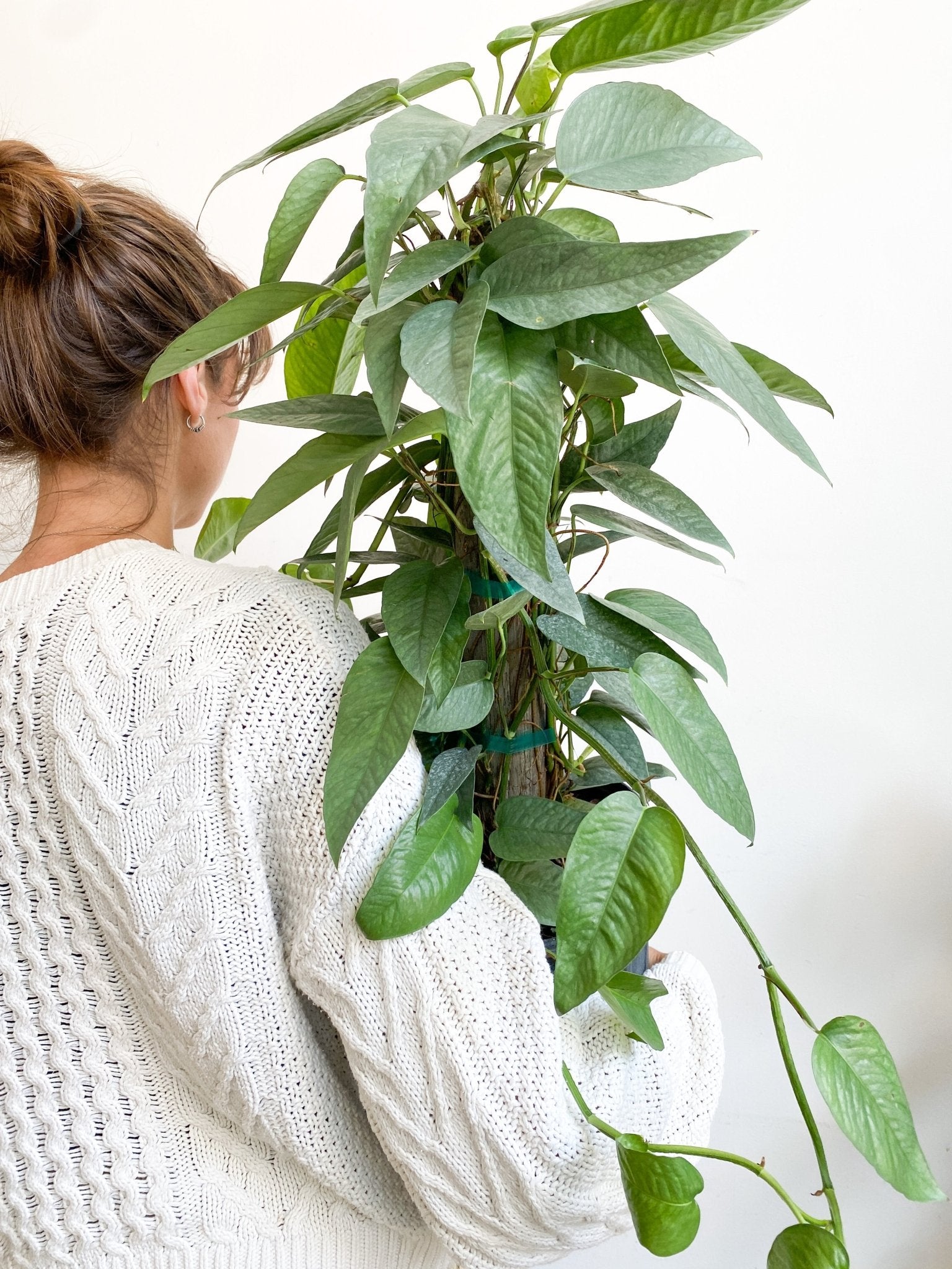 Elvis (Pothos) - Alma Plantes