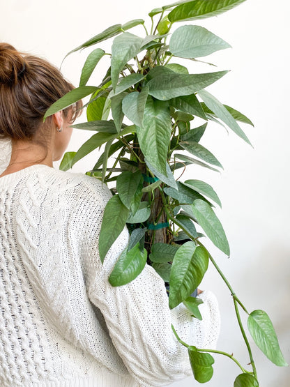 Elvis (Pothos) - Alma Plantes