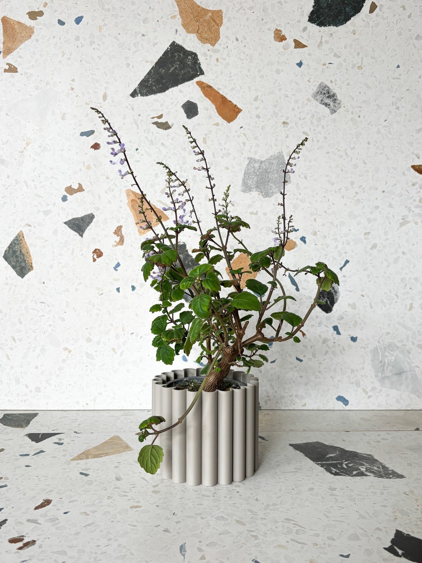 Ernest (Plectranthus) - Alma Plantes