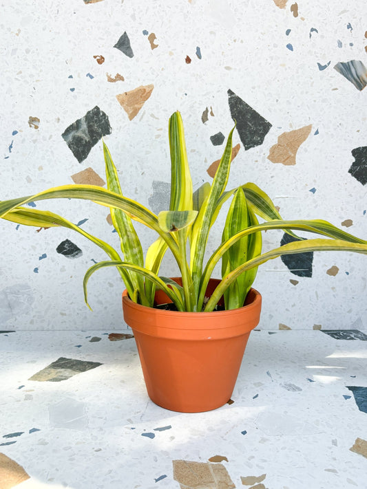 Estelle (Sansevière) - Alma Plantes