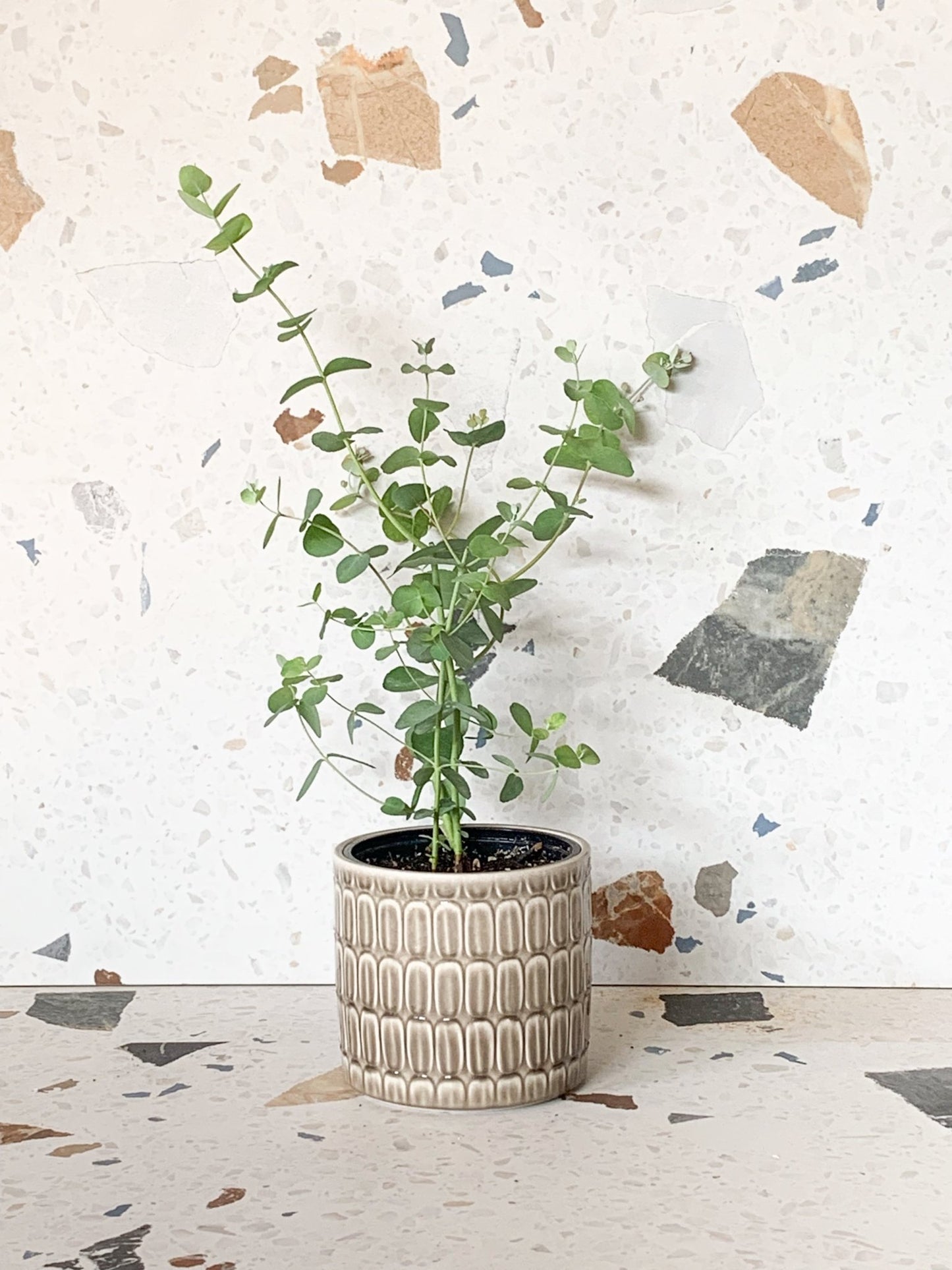 Eucalyptus Gunnii - Alma Plantes