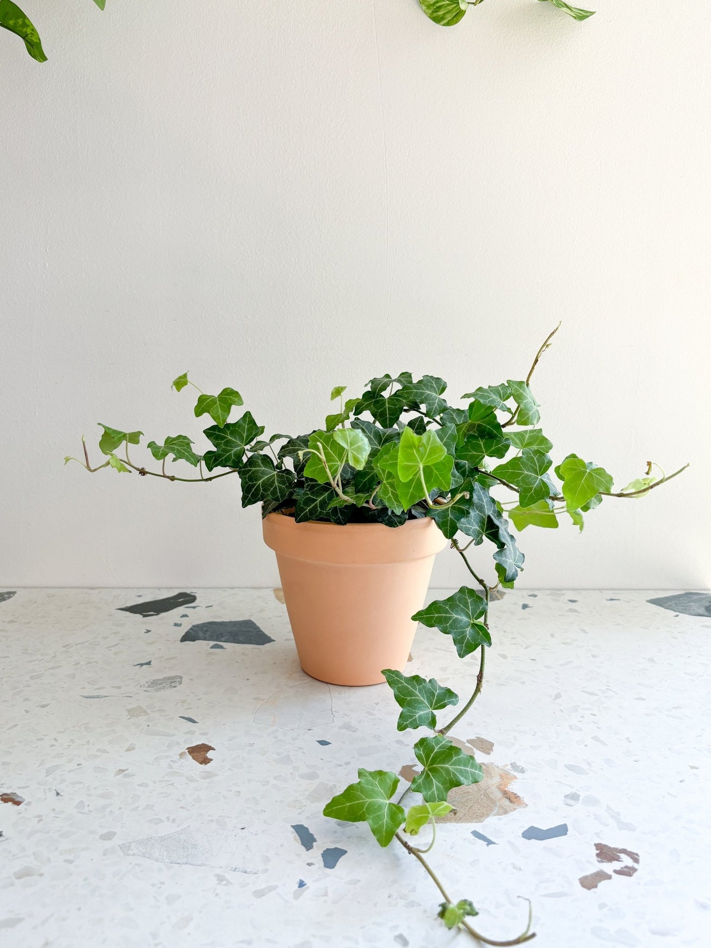 Ève (Lierre) - Alma Plantes