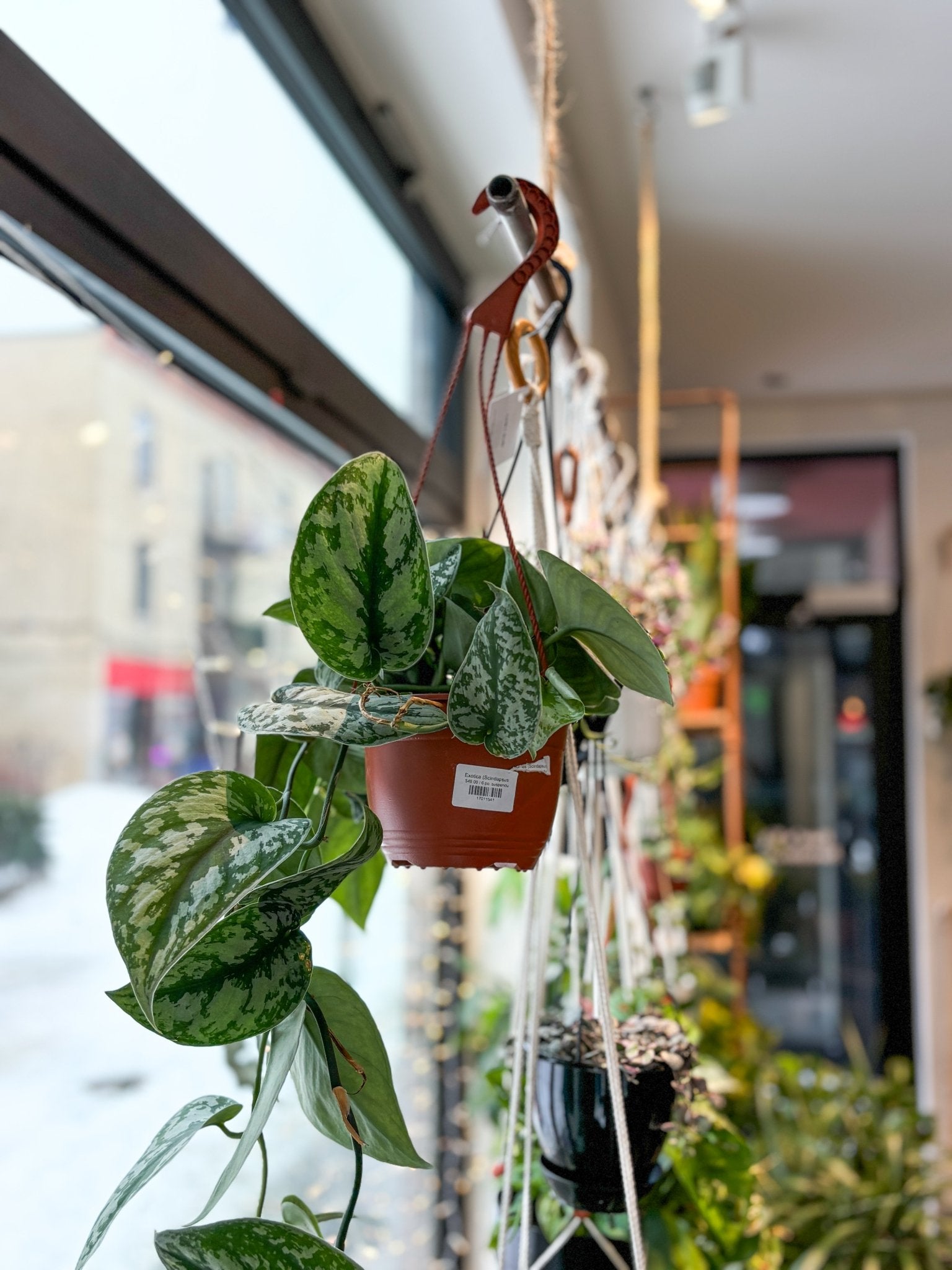 Exotica (Scindapsus) - Alma Plantes