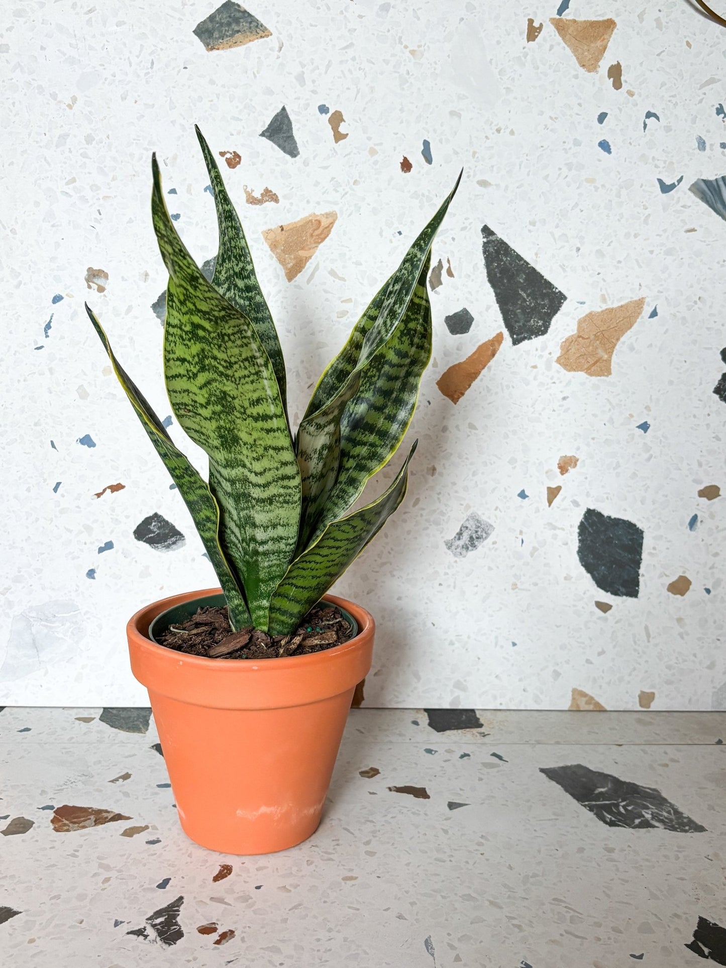 Fabi (Sansevière) - Alma Plantes