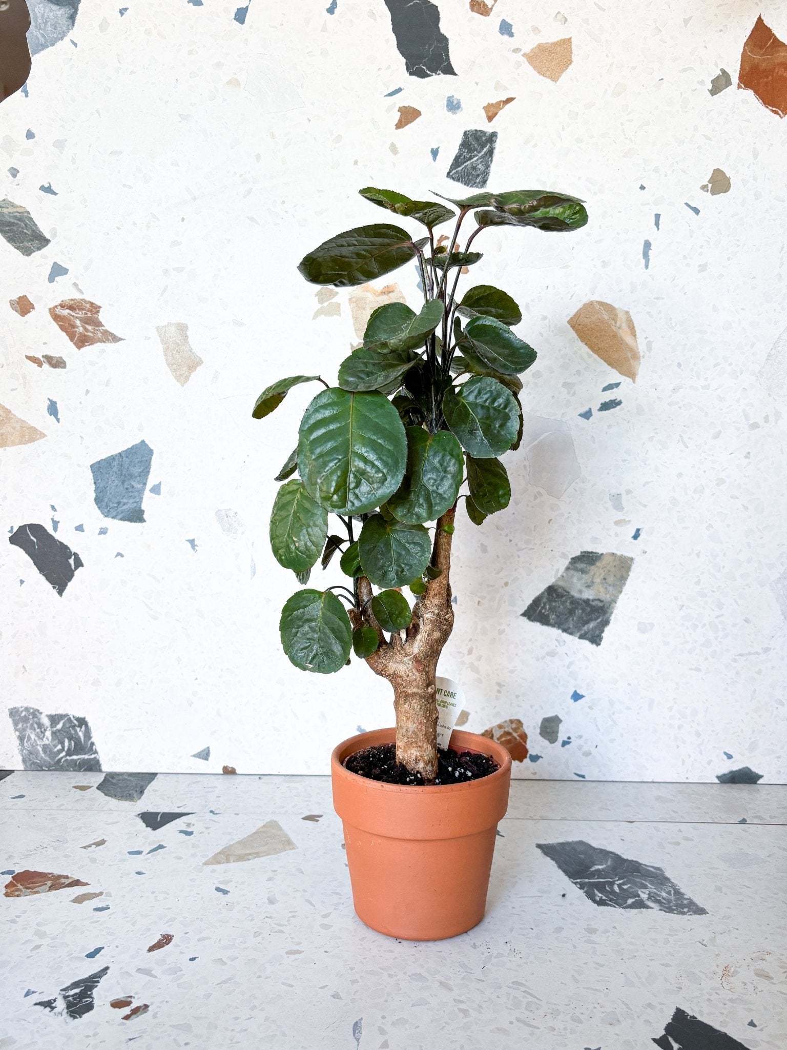 Fabian (Aralia) - Alma Plantes