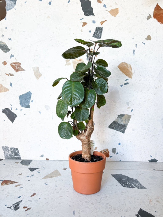 Fabian (Aralia) - Alma Plantes