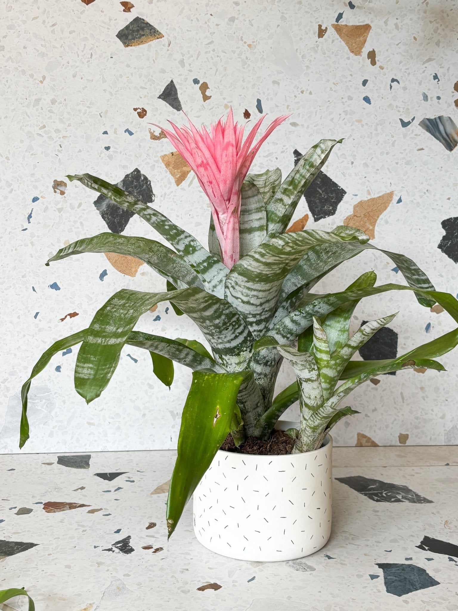 Fatima (Broméliacée) - Alma Plantes