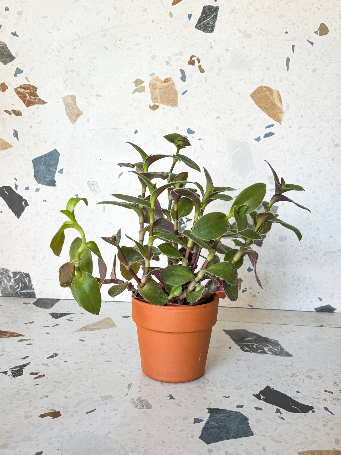 Feldman (Tradescantia) - Alma Plantes
