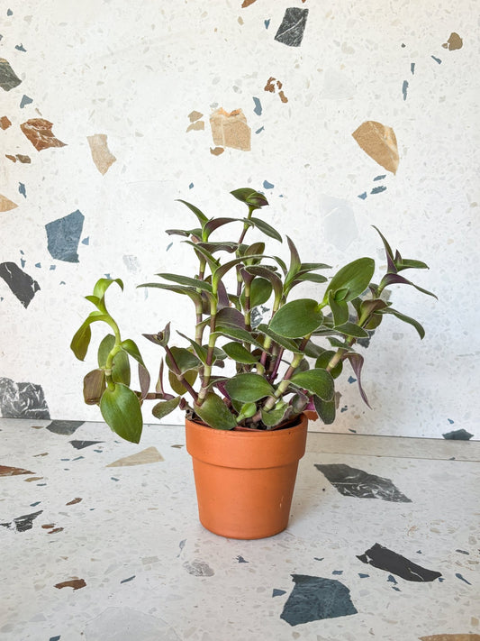 Feldman (Tradescantia) - Alma Plantes