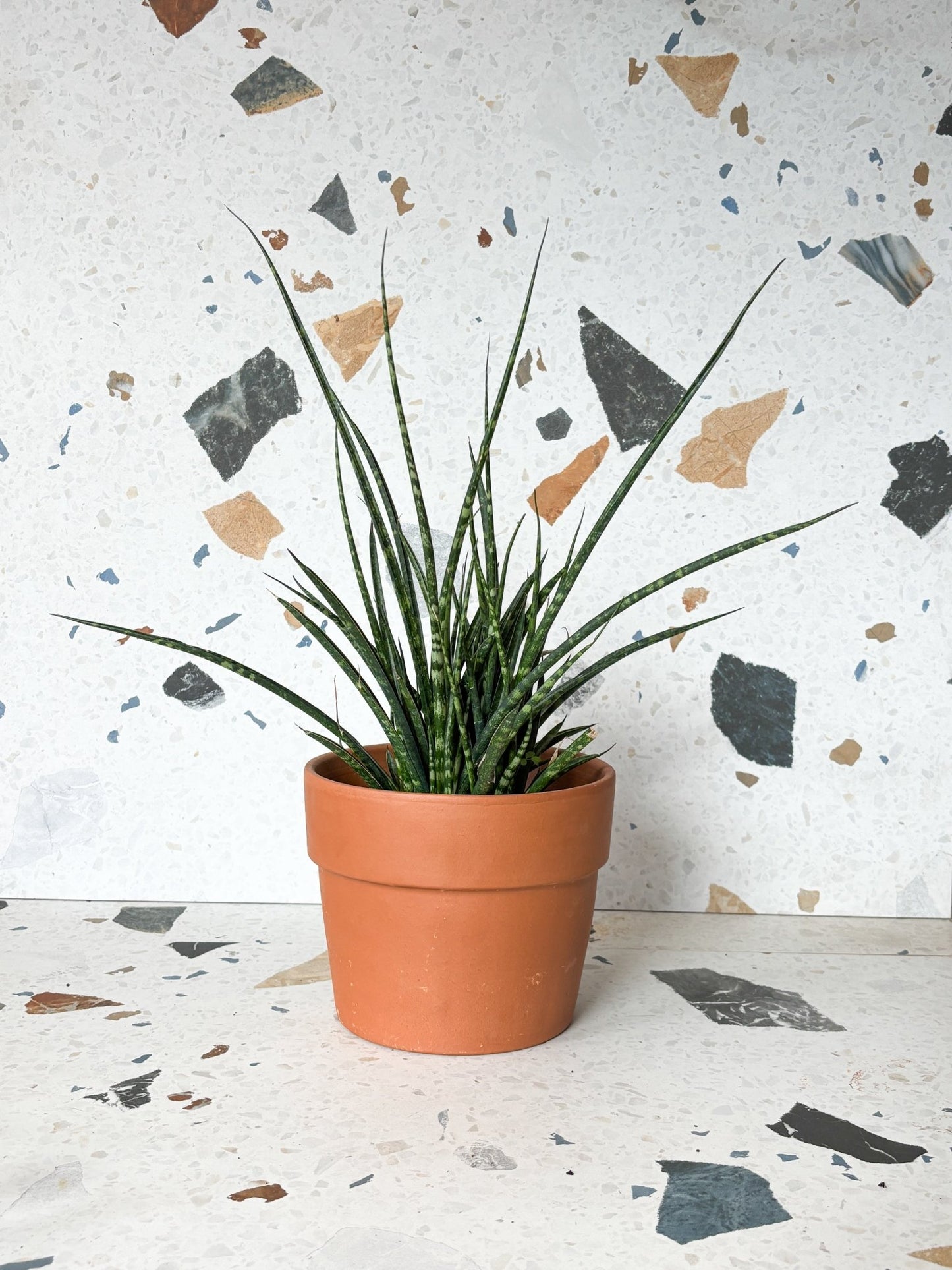 Fernie (Sansevière) - Alma Plantes