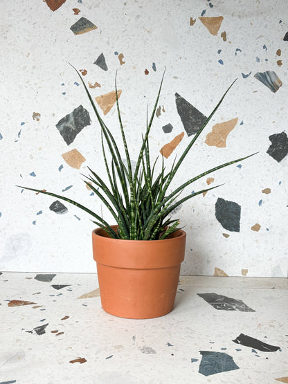 Fernie (Sansevière) - Alma Plantes