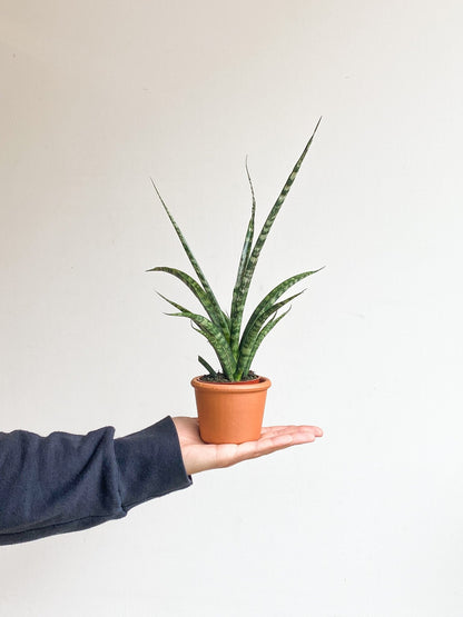 Fernie (Sansevière) - Alma Plantes