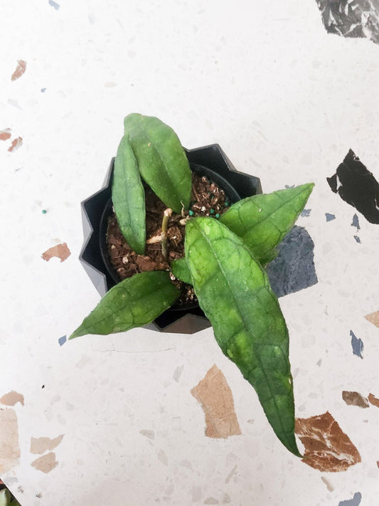 Finley (Hoya) - Alma Plantes