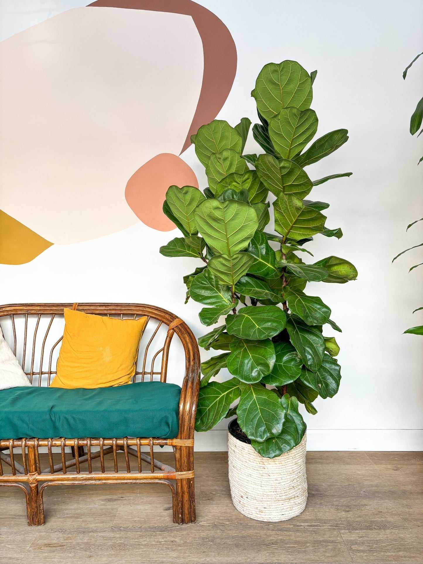 Fiona (Ficus) - Alma Plantes