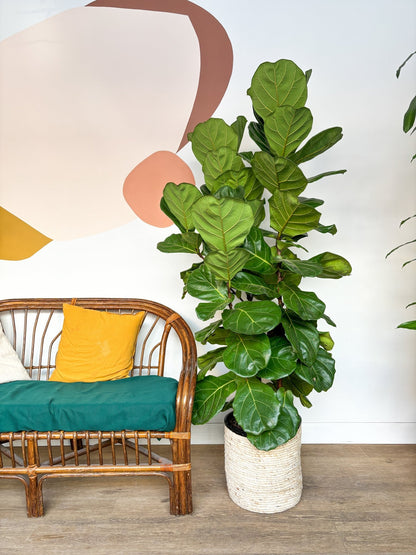 Fiona (Ficus) - Alma Plantes