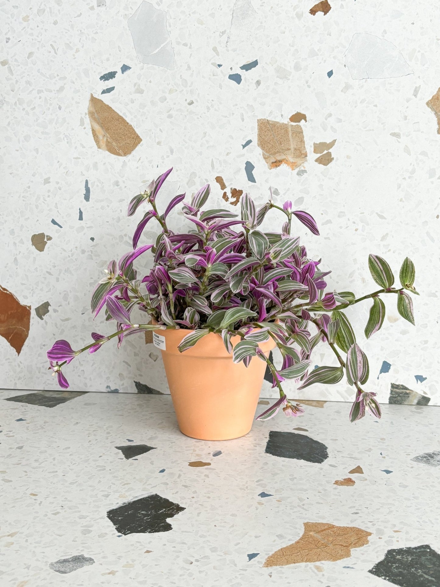 Flirty (Tradescantia) - Alma Plantes