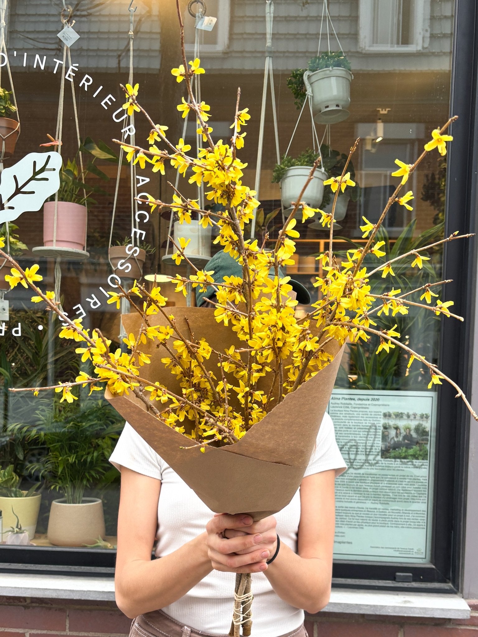 Forsythia - Alma Plantes