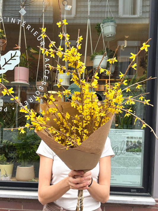 Forsythia - Alma Plantes