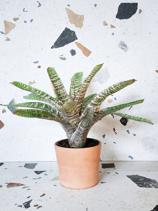Foster (Broméliacée) - Alma Plantes