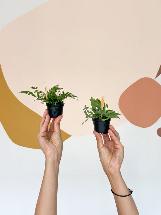 Fougère assorti - Alma Plantes