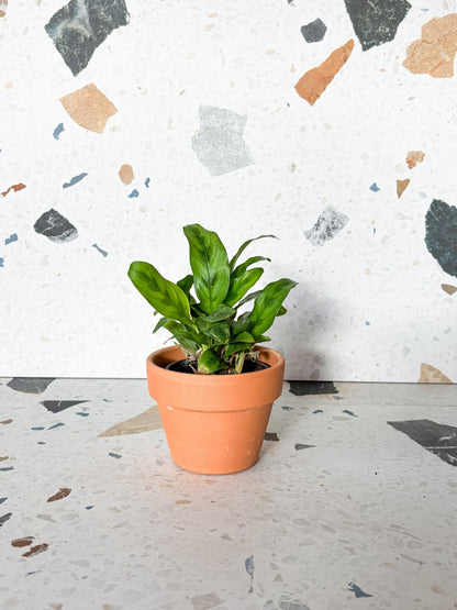 Freddie (Calathea) - Alma Plantes