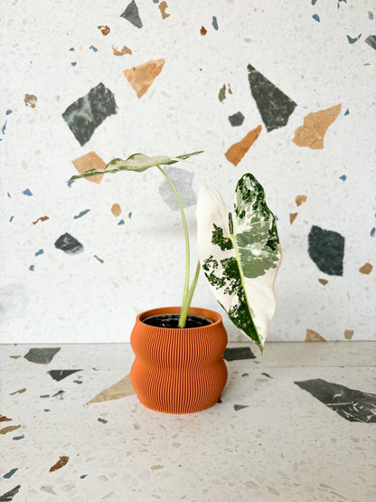 Frida (Alocasia) - Alma Plantes