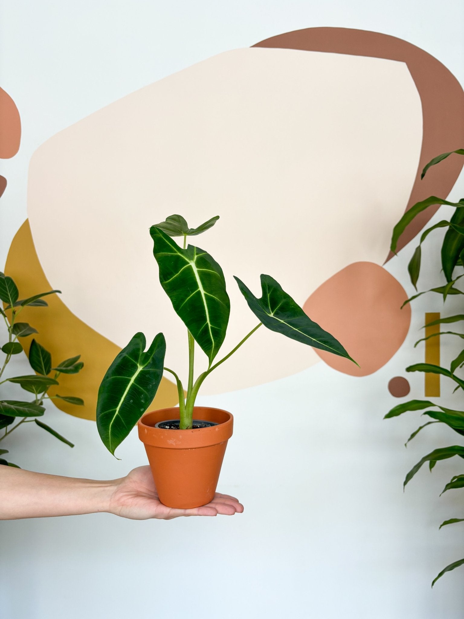 Frida (Alocasia) - Alma Plantes