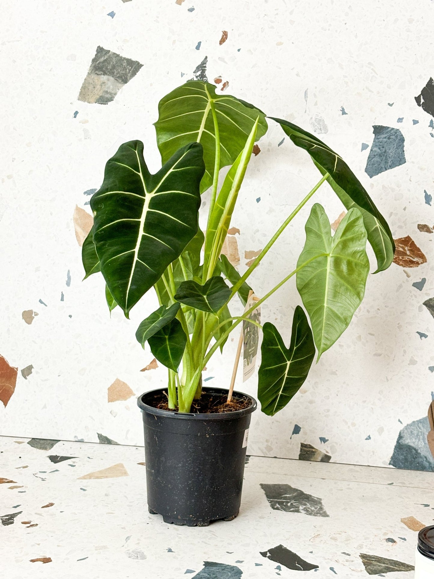 Frida (Alocasia) - Alma Plantes