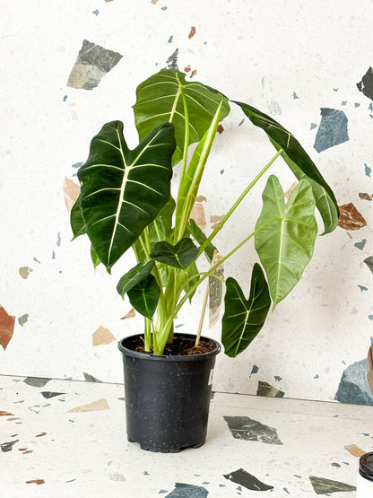 Frida (Alocasia) - Alma Plantes