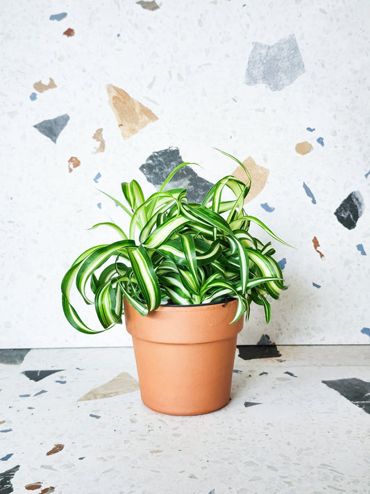 Frisette (Chlorophytum) - Alma Plantes
