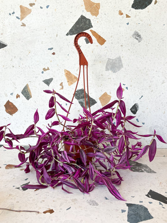 Fushia (Tradescantia) - Alma Plantes