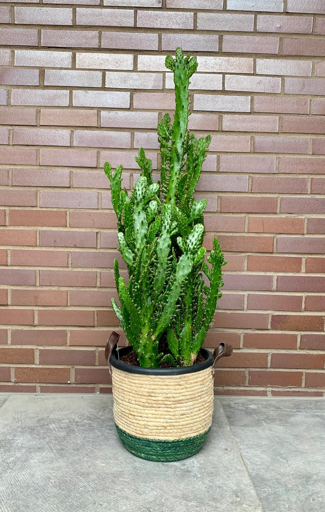 Gary (Opuntia) - Alma Plantes