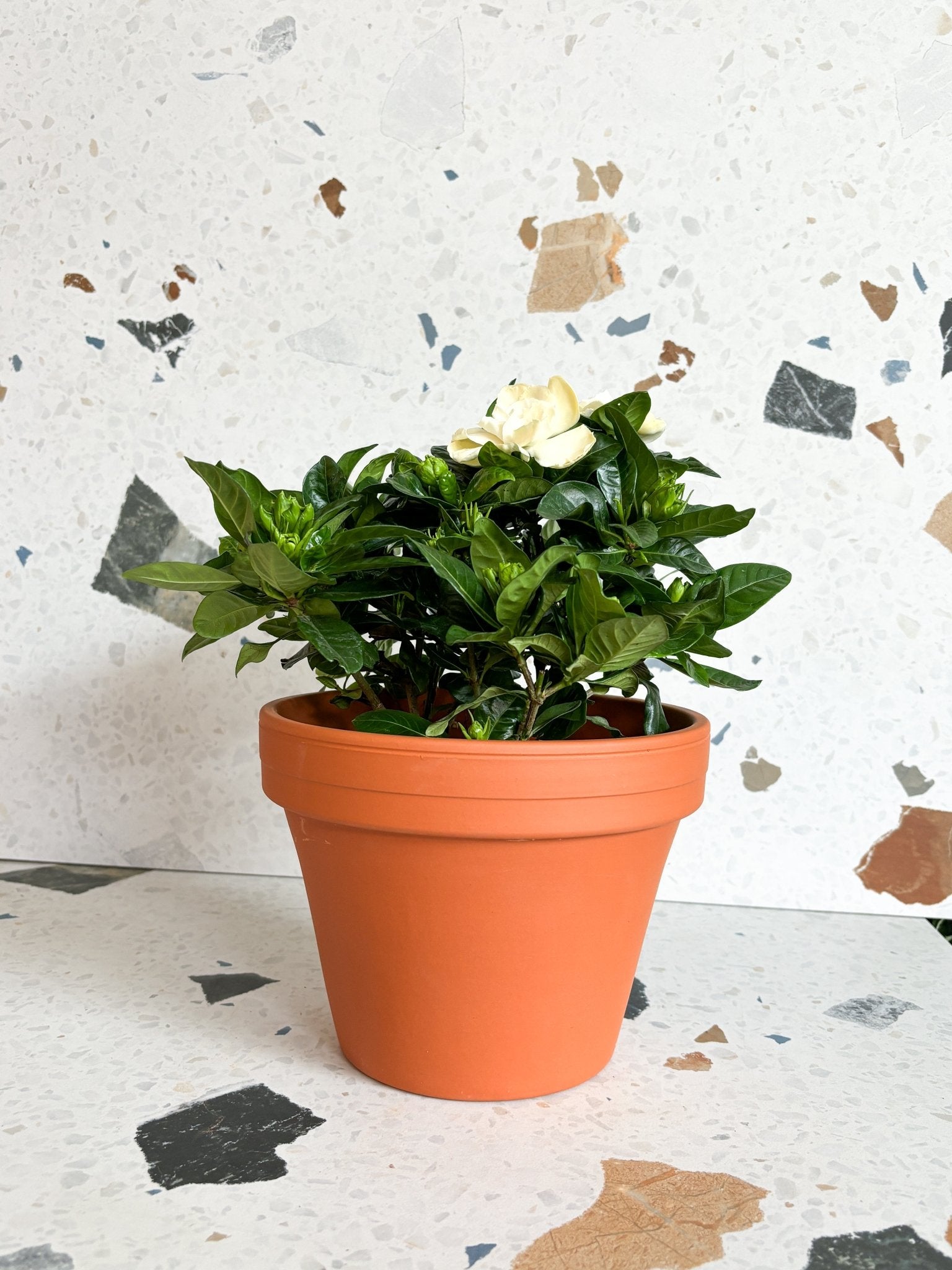 Gaston (Gardenia) - Alma Plantes