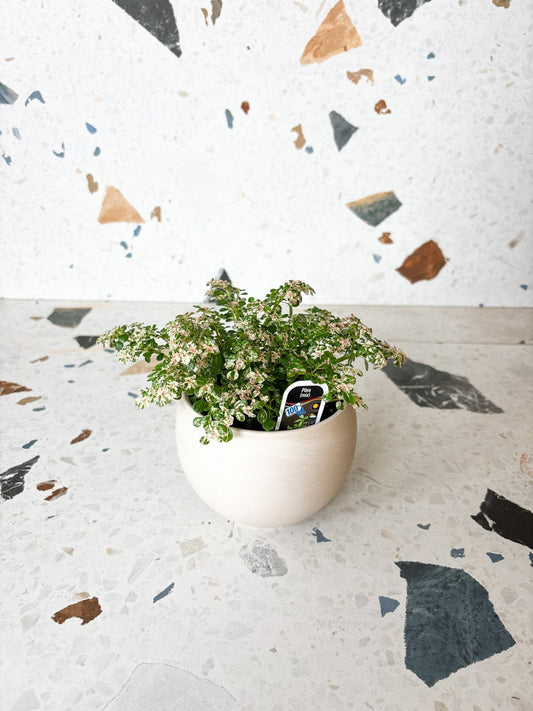 Gata (pilea) - Alma Plantes