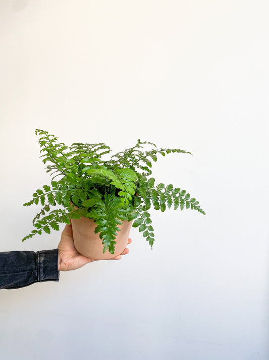 Gemma (fougère) - Alma Plantes