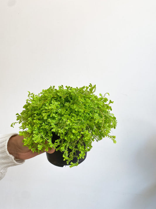 Ginella (fougère) - Alma Plantes